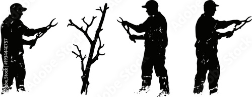 Silhouettes of gardener pruning tree branches with clippers, outdoor gardening work concept