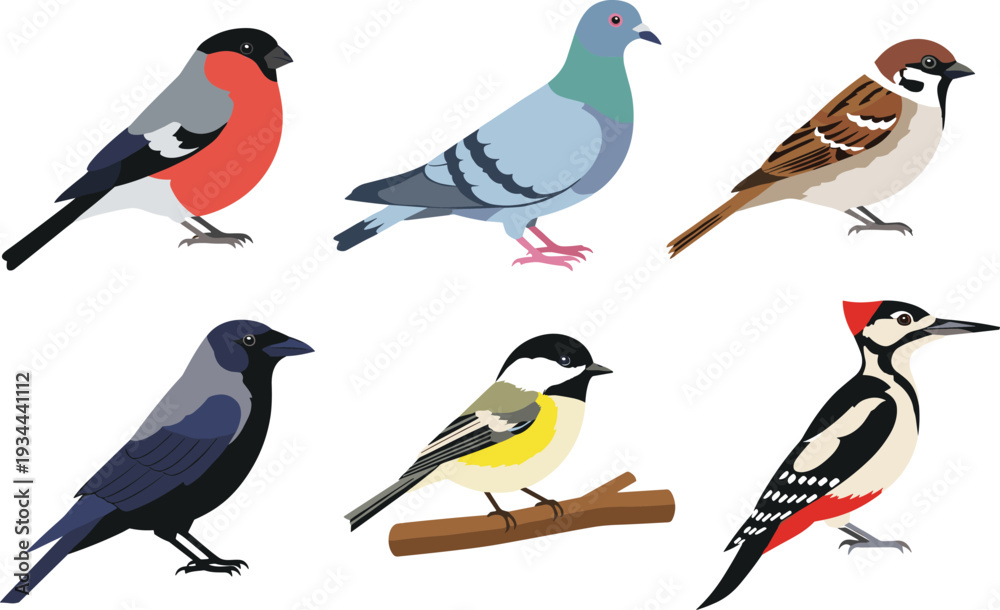Obraz premium Common garden birds collection including pigeon sparrow crow and woodpecker vector set