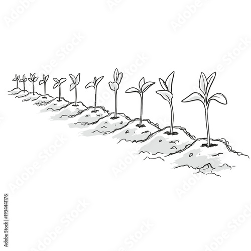 Row of young seedlings growing in soil, illustrating stages of plant development
