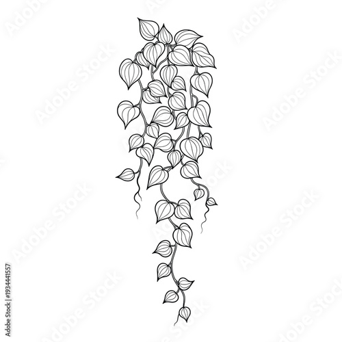 Elegant black and white line art illustration of a cascading vine with heart-shaped leaves