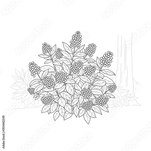 Black and white line art of a flowering bush with detailed leaves and flowers