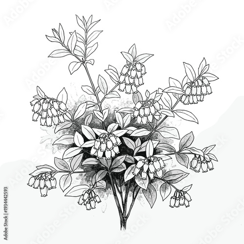 Detailed botanical illustration of a flowering blueberry bush with delicate bell-shaped blossoms