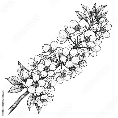 Delicate black and white illustration of a blooming cherry blossom branch with leaves