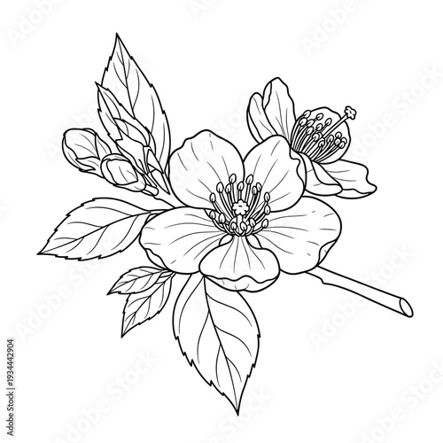 Intricate line art of flowers and leaves for coloring or illustration