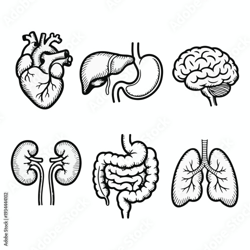 Detailed black and white medical illustration of human organs including heart, stomach, brain, kidneys, intestines, and lungs.
