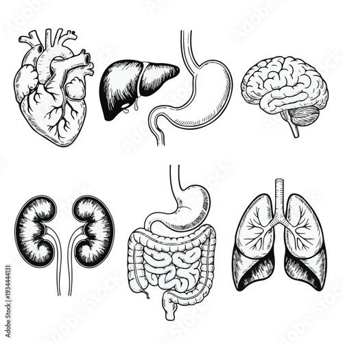 Detailed black and white medical illustration of human organs including heart, liver, stomach, brain, kidneys, intestines, and lungs