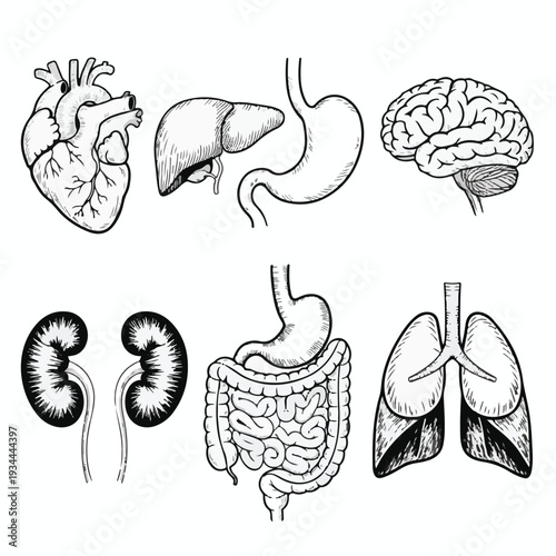 Detailed black and white illustration of various human organs including heart, brain, and digestive system from a medical viewpoint