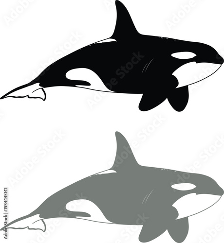 Killer whale orca black and white illustration.