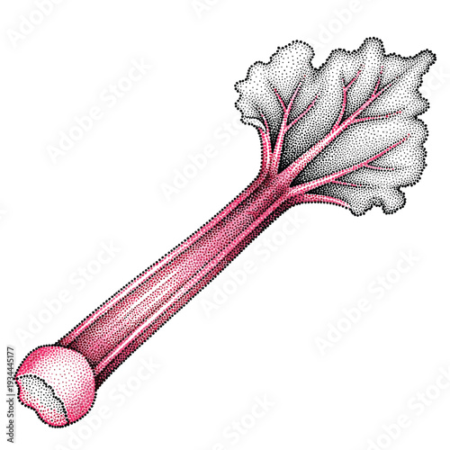Detailed stippled illustration of a single fresh rhubarb stalk with a large leaf and veins