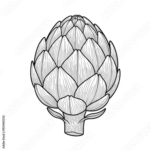 Detailed line art illustration of a single artichoke with a white background