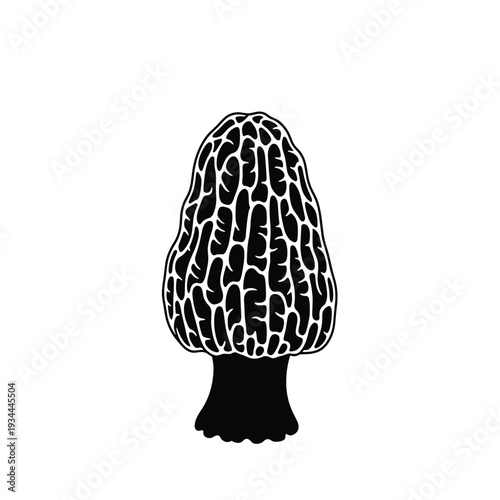 Black and white illustration of a morel mushroom with its distinctive honeycomb cap