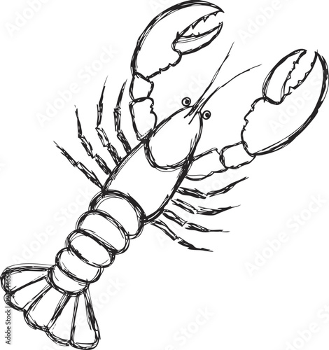 Hand drawn lobster illustration detailed crustacean sketch with claws and segmented body marine seafood concept
