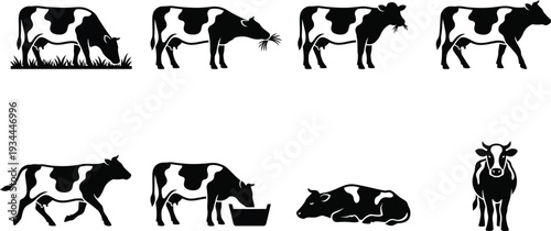 Set of vector illustrations depicting various poses and actions of cows in a minimalistic style for agricultural themes