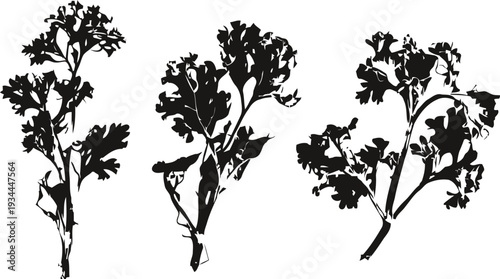 Silhouette of fresh parsley sprigs with detailed leaves and stems isolated on white background