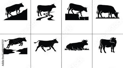 Vector illustrations of grazing cows in various poses, showcasing natural movements and farm life, ideal for agricultural and livestock themes in graphic design projects.