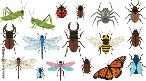 Insect collection including beetle butterfly bee dragonfly and grasshopper vector set