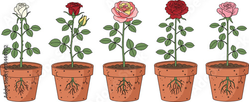 Rose Flower Growth Stages in Pots from Bud to Bloom Botanical Plant Life Cycle Vector Illustration Set