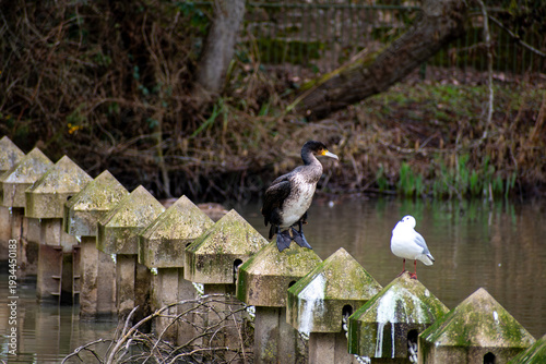 A Cormorant and Black-headed Gulls standing on fence posts at Highfield Park in Nottingham, UK.
