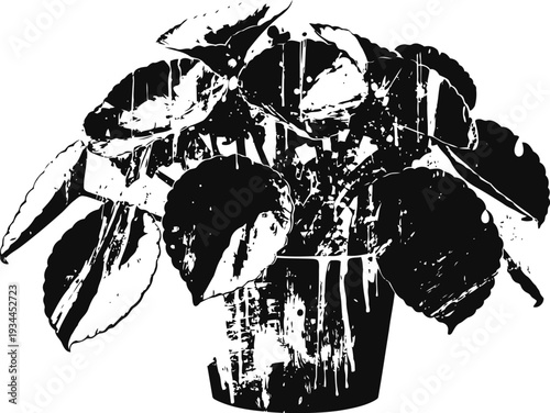 potted houseplant with lush rounded leaves indoor plant, natural greenery, home decoration, botany