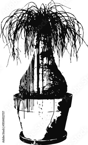 silhouetted ponytail palm plant with thick trunk in cracked flowerpot isolated on white background