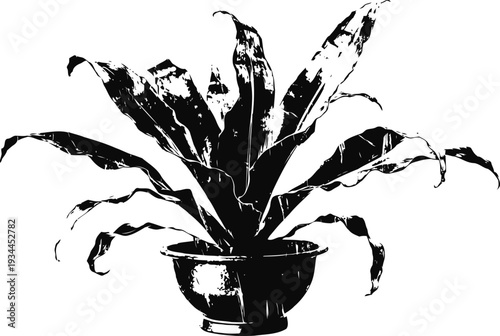 Decorative potted plant with long curved leaves silhouette in black and white
