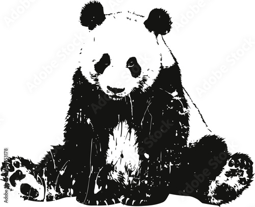 Black and white panda bear sitting with legs spread, grizzly bear animal illustration