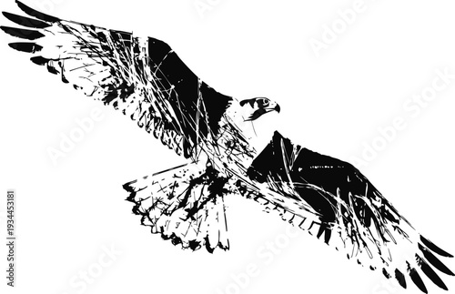 Silhouette of a soaring hawk in flight with outstretched wings and detailed feather patterns