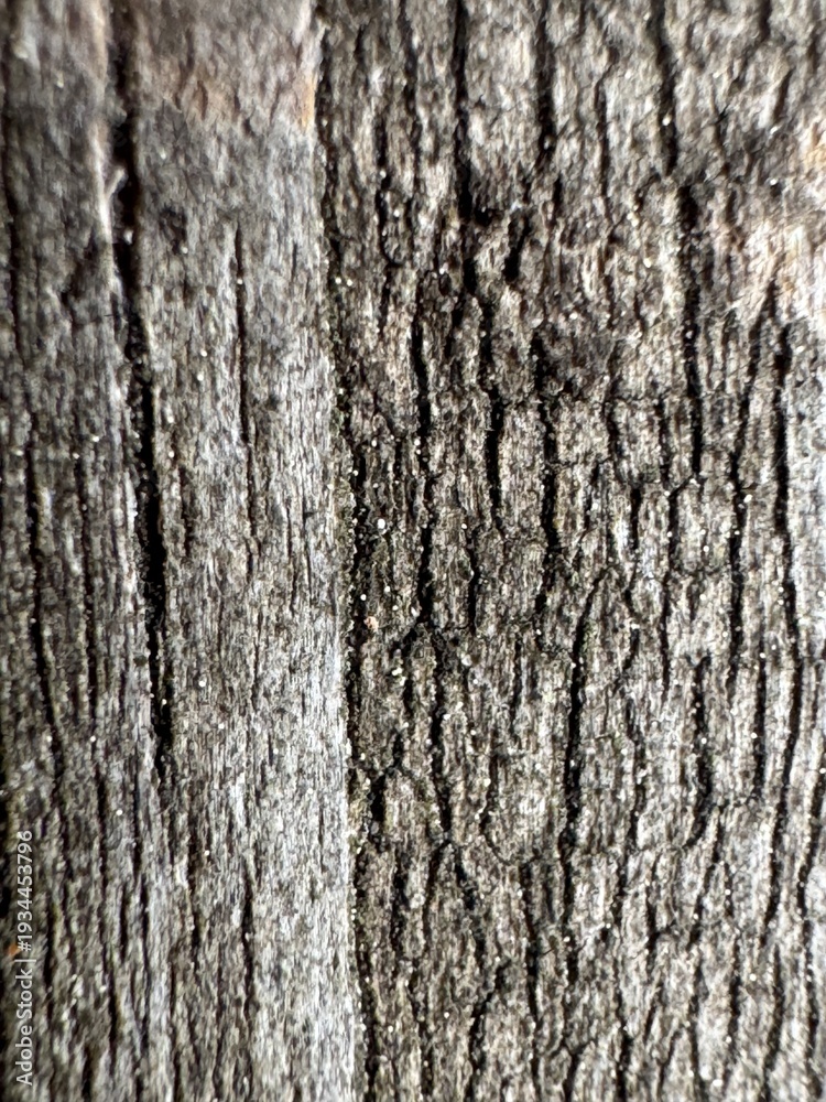 Fototapeta premium bark of a tree