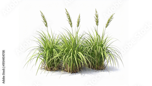 Natural green grass blades isolated on a white background
