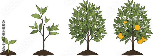Orange Tree Growth Stages Illustration from Young Sapling to Mature Fruit Bearing Plant Lifecycle