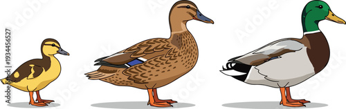 Mallard duck male female and duckling vector illustration set