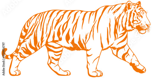 Majestic tiger walking in powerful stride with orange stripes