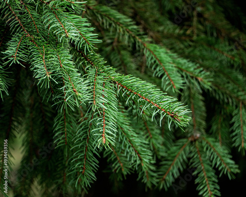 Fotografie Dwarf Alberta spruce ,Picea glauca, needles texture