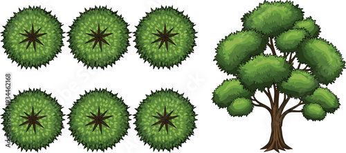 Overhead View of Round Trees and a Side View Tree Illustration Keywords: trees, overhead view, top view, side view, green