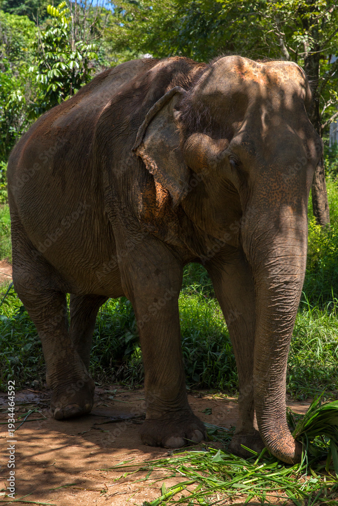 Fototapeta premium A large elephant wandering through a vibrant green landscape in Southest Asia. Dirt paths wind through the lush vegetation, while the animal explores its expansive, natural habitat.