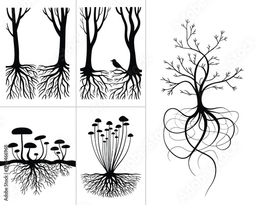 Illustrations of various plant root structures and mycorrhizal relationships