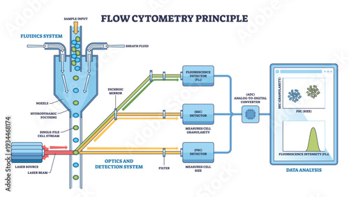 Flow cytometry principle visualizes single-cell stream hit by laser and measured by FSC-SSC fluorescence for data analysis, key objects, cell stream, laser, detectors. Outline diagram