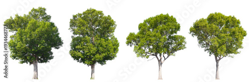 Photos A premium collection of four lush green trees PNG transparent easy to drag and d