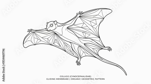 Geometric flying squirrel illustration with organic pattern on wings and body, white background