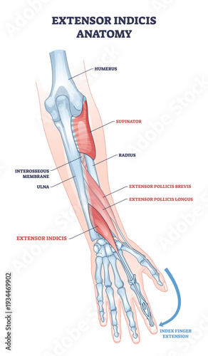 Extensor indicis anatomy highlights muscle and tendon enabling index finger extension, with radius and ulna labeled for context, key focus, extensor indicis, tendon, index finger. Outline diagram