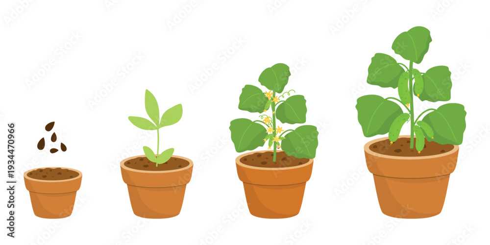 Obraz premium Cucumber Growth Stages, Germination to Plant Vector Illustration. Seed to Cucumber, Germination Illustration Sequence. Cucumber Sprout Steps