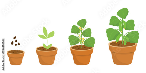 Cucumber Growth Stages, Germination to Plant Vector Illustration. Seed to Cucumber, Germination Illustration Sequence. Cucumber Sprout Steps