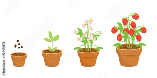Strawberry  Growth Stages, Germination to Plant Vector Illustration. Seed to Strawberry, Germination Illustration Sequence. Strawberry Sprout Steps