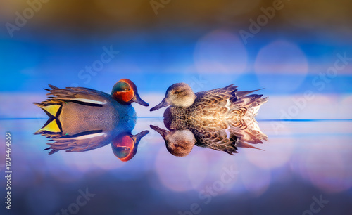 Canvas Print Swimming duck