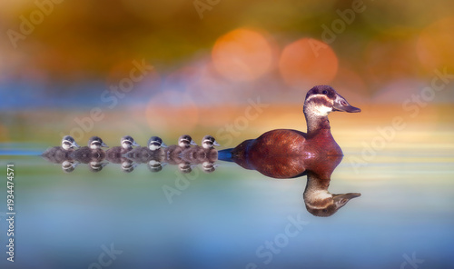 A family of ducks taking a stroll in a wonderful nature. Colorful nature background. White headed Duck. 