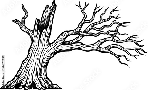 Ancient twisted hollow tree with weathered wooden texture