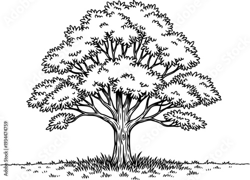 Broad canopy tree growing in an open grassy meadow