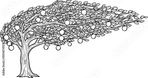 Fruit tree bent by strong wind with fruit still attached