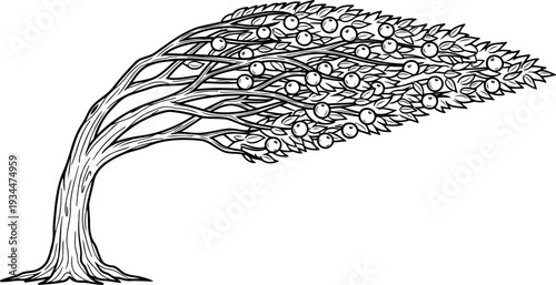Fruit tree bending in high wind gusts drawing