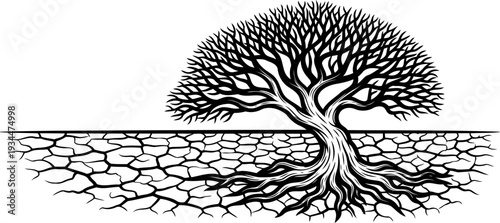 Gnarled tree on cracked dry desert earth